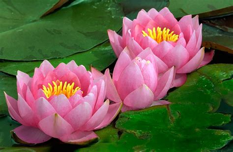 water lily traduction|water lily in french.